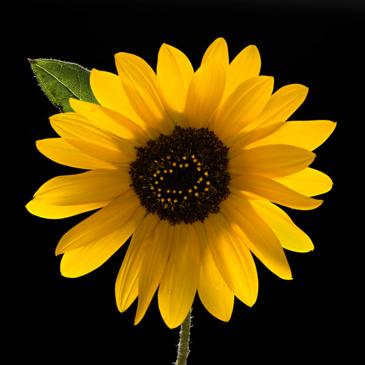 Yellow Sunflower with green