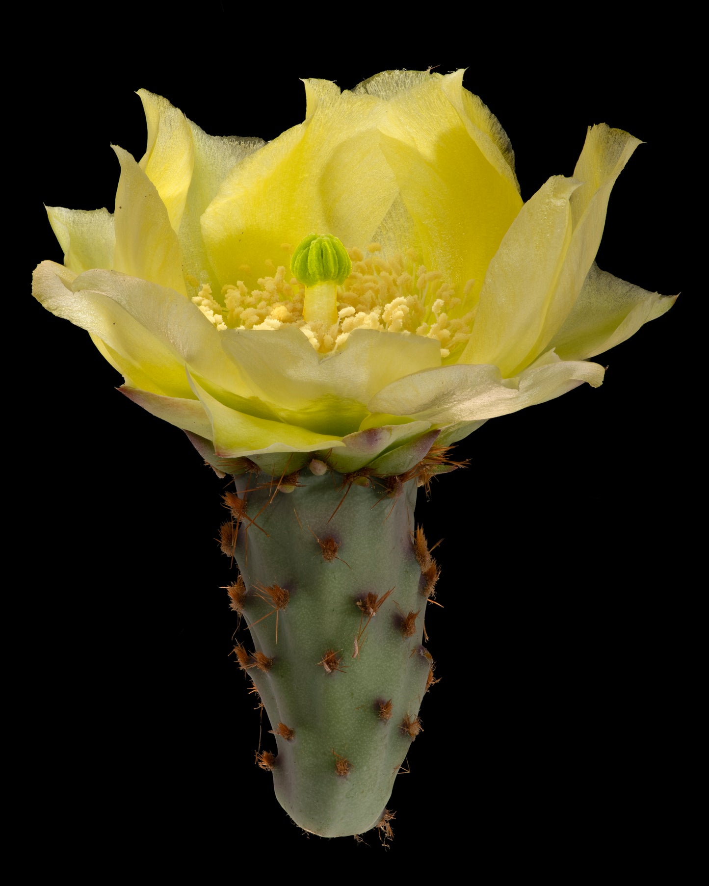 Yellow Prickly Blossom